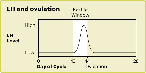 when to take ovulation test