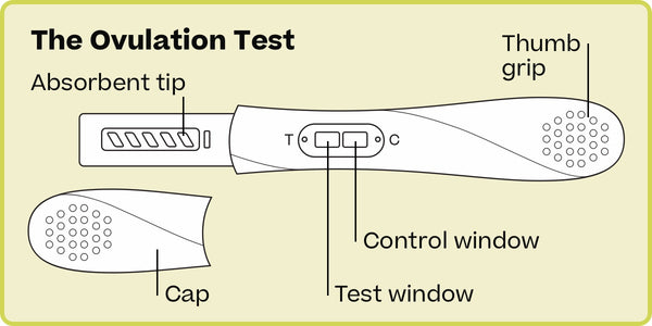 Stix ovulation test diagram