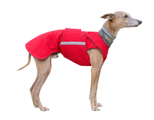 whippet raincoat