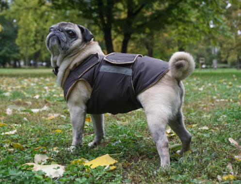 dog coats for pugs