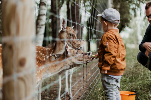 a small boy feedeing deer at the zoo
