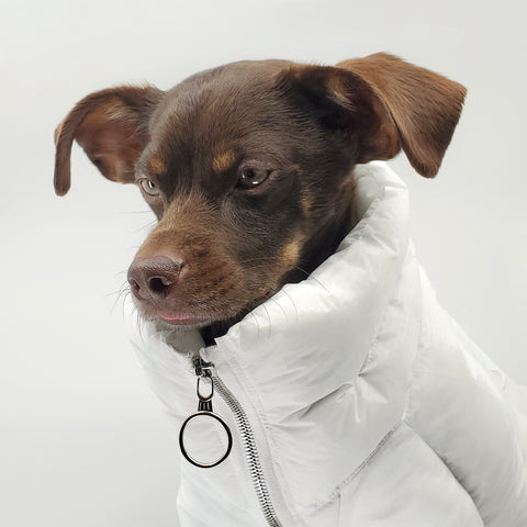 Dog nap jacket