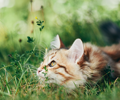 kleines Kätzchen sitzt im Gras und fixiert etwas