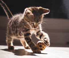 kleines Kätzchen spielt mit einem Ball