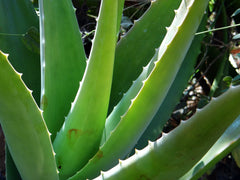 Aloe Vera - giftig für Hunde und Katzen
