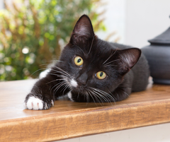 kleine schwarze Katze liegt auf einem Fensterbrett und schaut mit grünen Augen in die Kamera