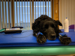 Elektrotherapie für Hunde