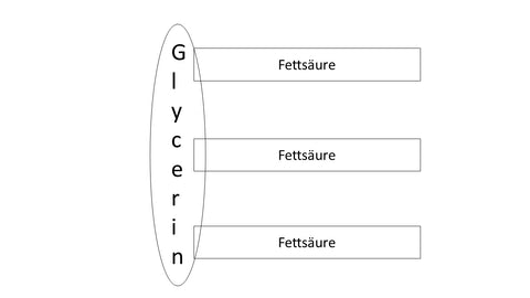 Diagramm: Fettsäuren und Glycerin ergeben ein Fett