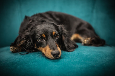 Hund auf Sofa - 90% der Flöhe leben in den Textilien