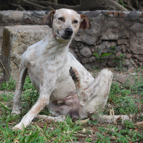 Hund kratzt sich wegen atopischer Dermatitis