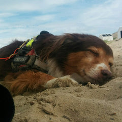 Hund schläft im Sand - eine Gefahr für die Hundeohren