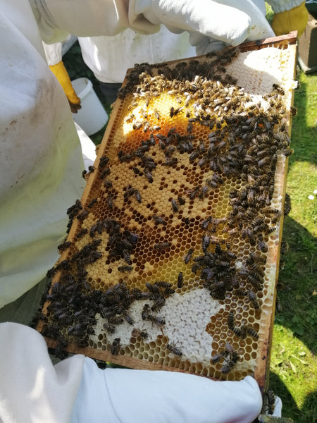Das Brustnest der Honigbiene