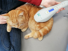 Katze bekommt Lasertherapie