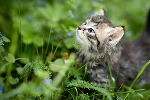 Kätzchen im Gras bei Grasmilben