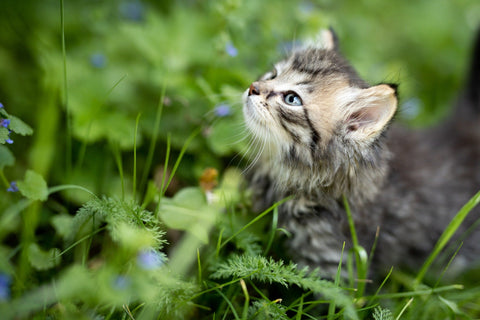 Kätzchen im Gras - Zeckenopfer