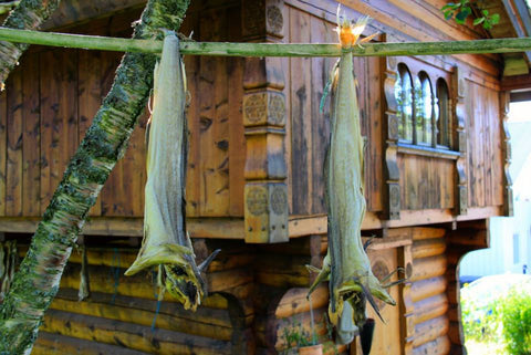 Cod hanging up to dry in the Lofoten Islands