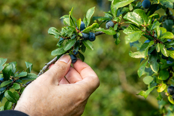 Sloe Picking in Autumn - The Viking Dragon Blog