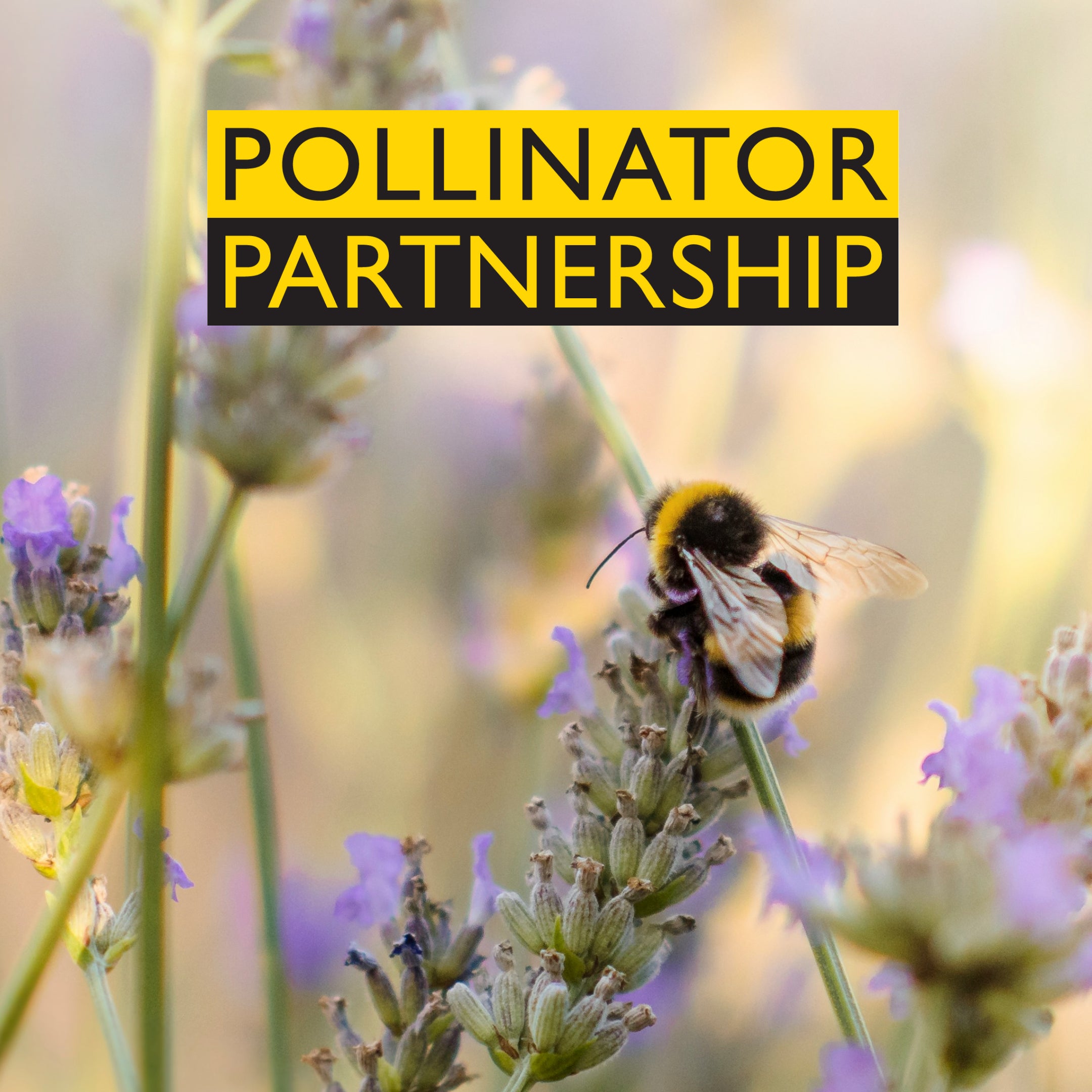 Bumblebee on lavender with 'Pollinator Partnership Canada' text overlay.