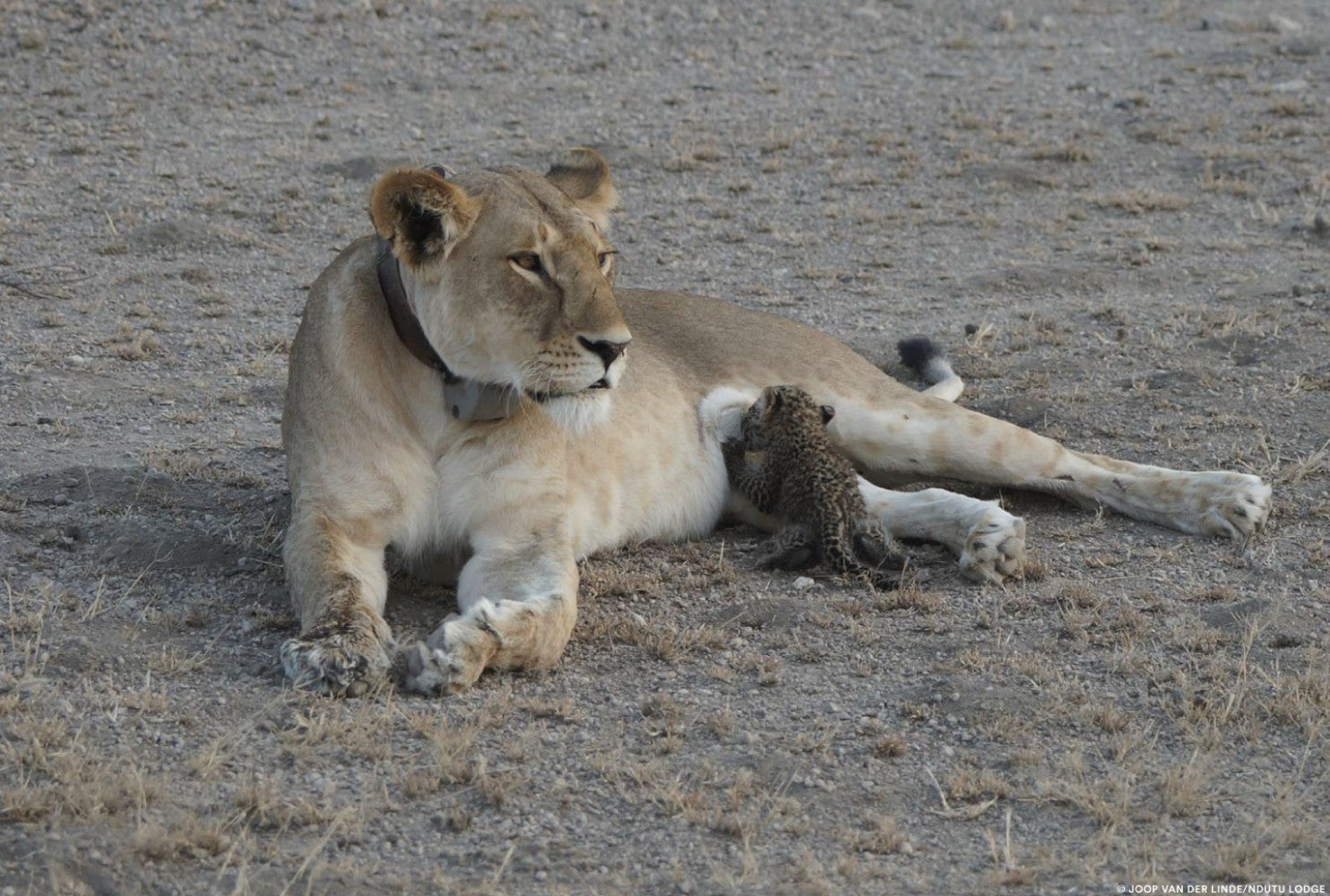 Lioness feeds Leopard Kitty