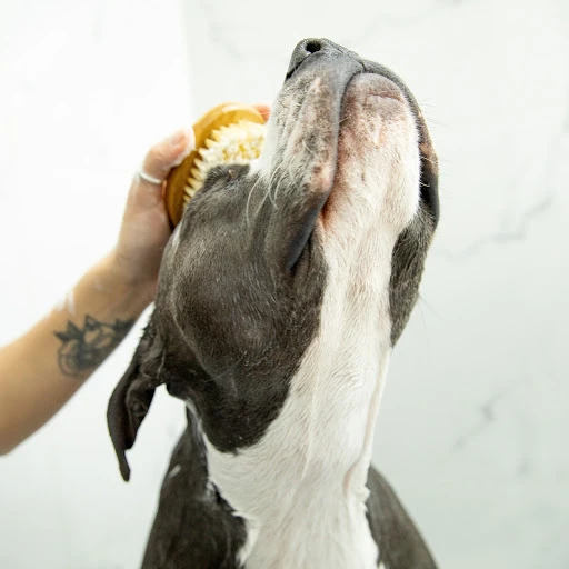 Plastic-Free, Non-Toxic Dog Grooming Kit