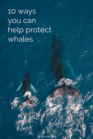 10 Ways You Can Help Protect Whales from www.pelacase.com