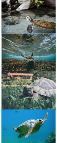 6 ways to shellebrate world turtle day! pelacase.com