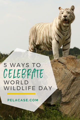 5 ways to celebrate world wildlife day from pelacase.com