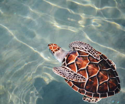 Celebrate World Sea Turtle Day from pelacase.com