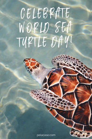 Celebrate World Sea Turtle Day from pelacase.com