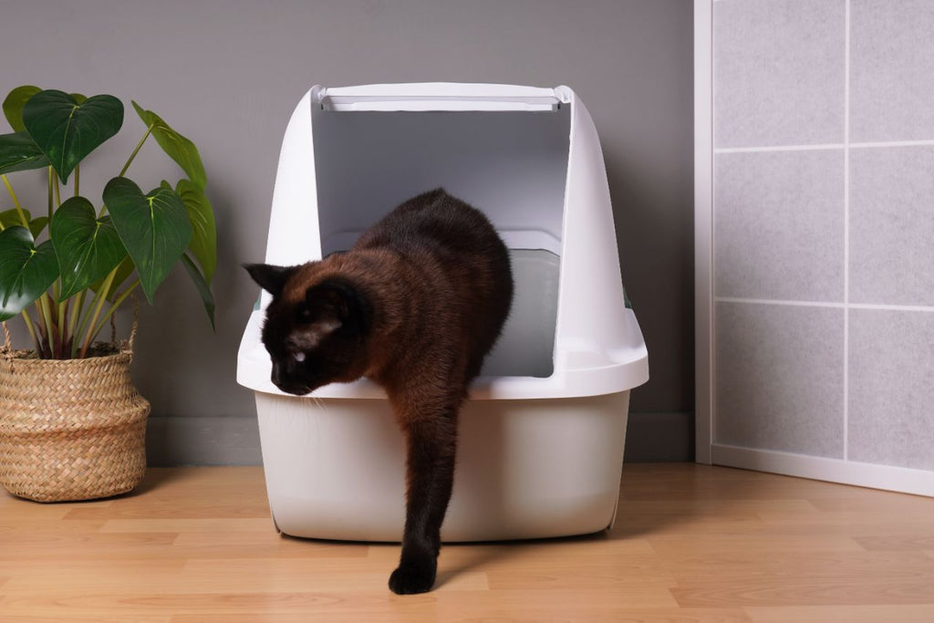 Dark brown cat stepping out from litter box