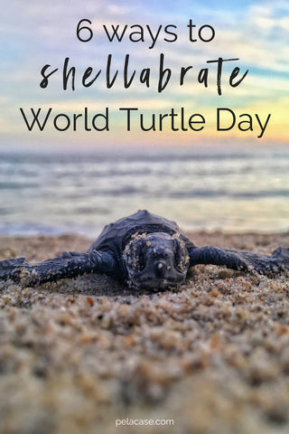 6 ways to shellebrate world turtle day! pelacase.com