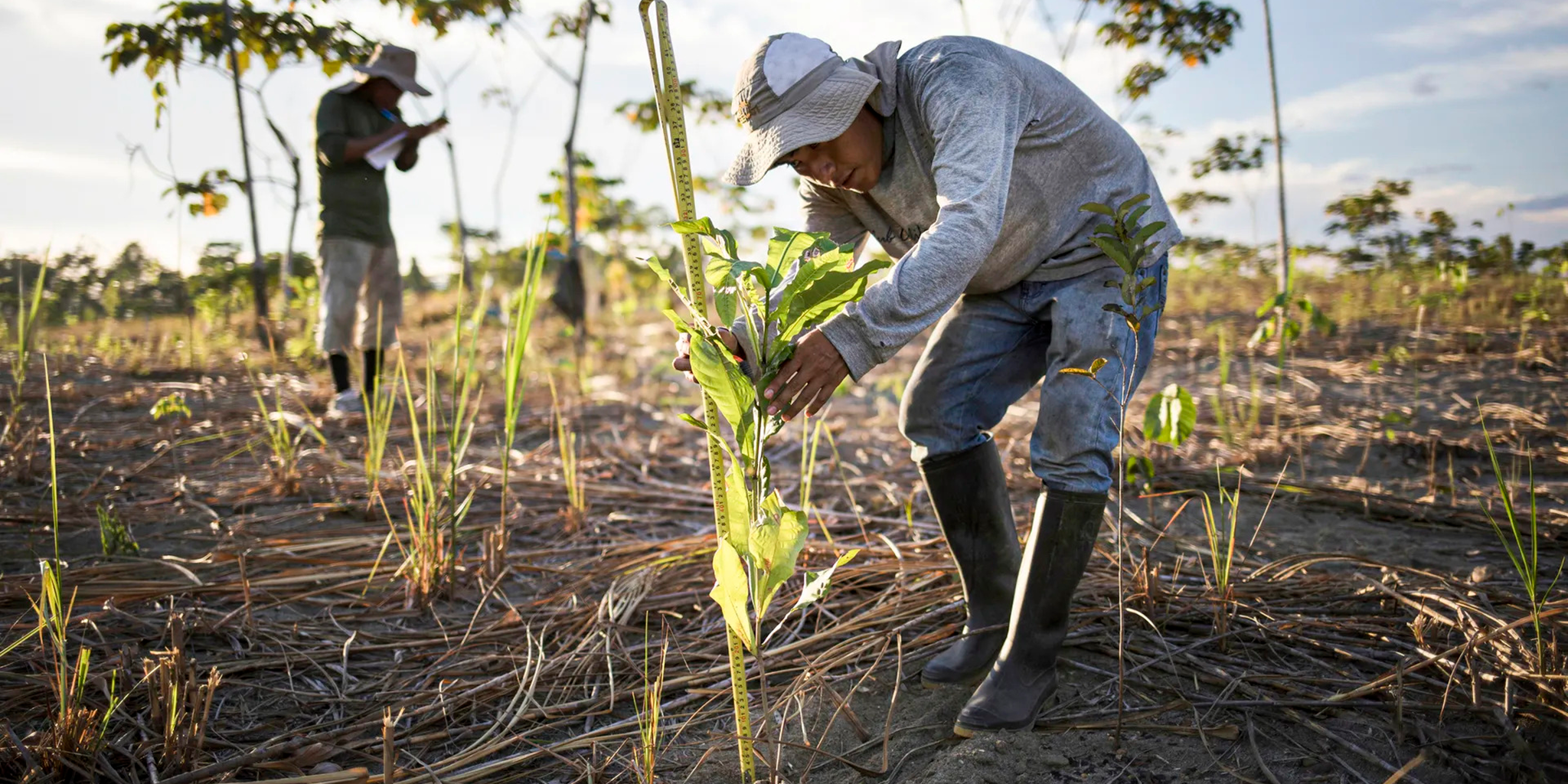 Credits: Rodrigo Abd/ Vox A reforestation assistant 