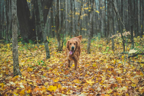 Dog running CBD health 