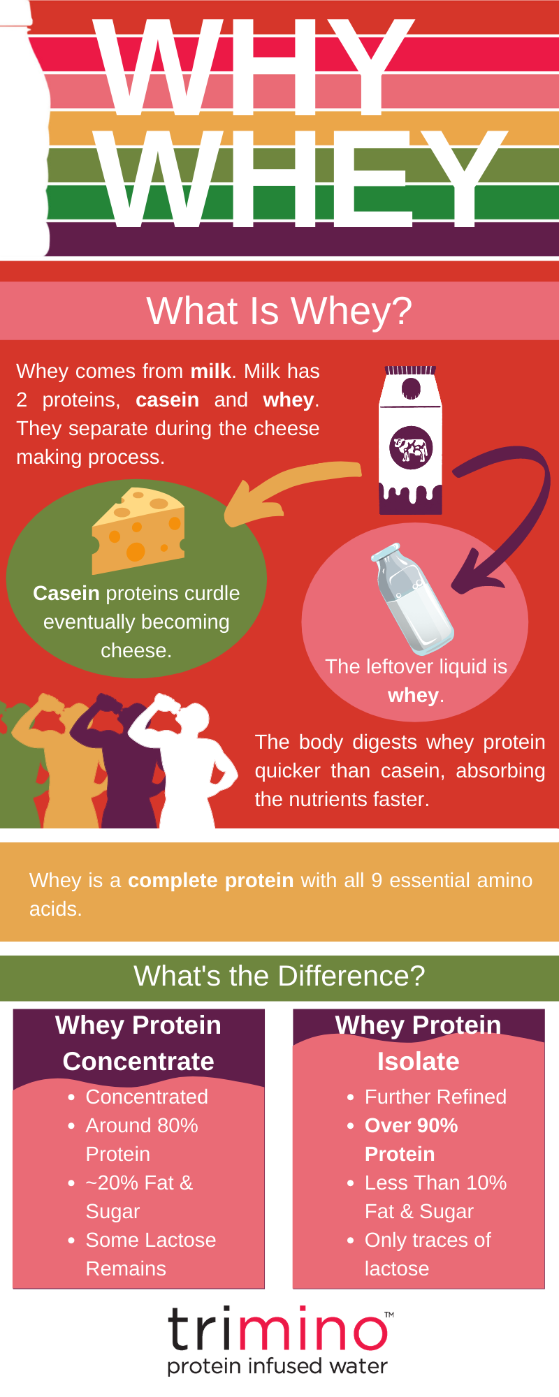 Infographic Whey Protein