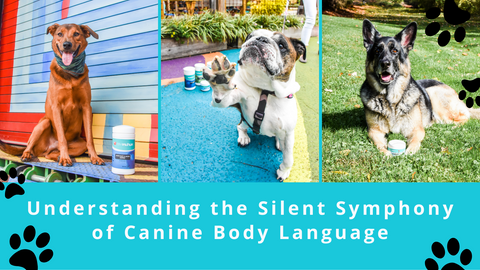 Understanding the Silent Symphony of Canine Body Language