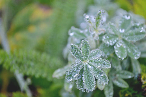 Leaves with water droplets