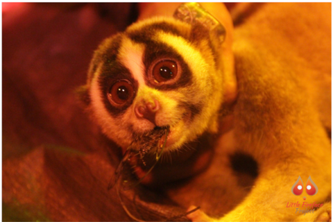 An image of Slow Loris I Did you know that Slow Loris is?