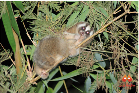 What you need to know about Slow Loris
