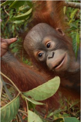 Orangutan the great apes I Orangutan brooch I Orangutan Project