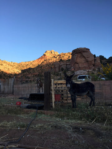 coco the burro canyon