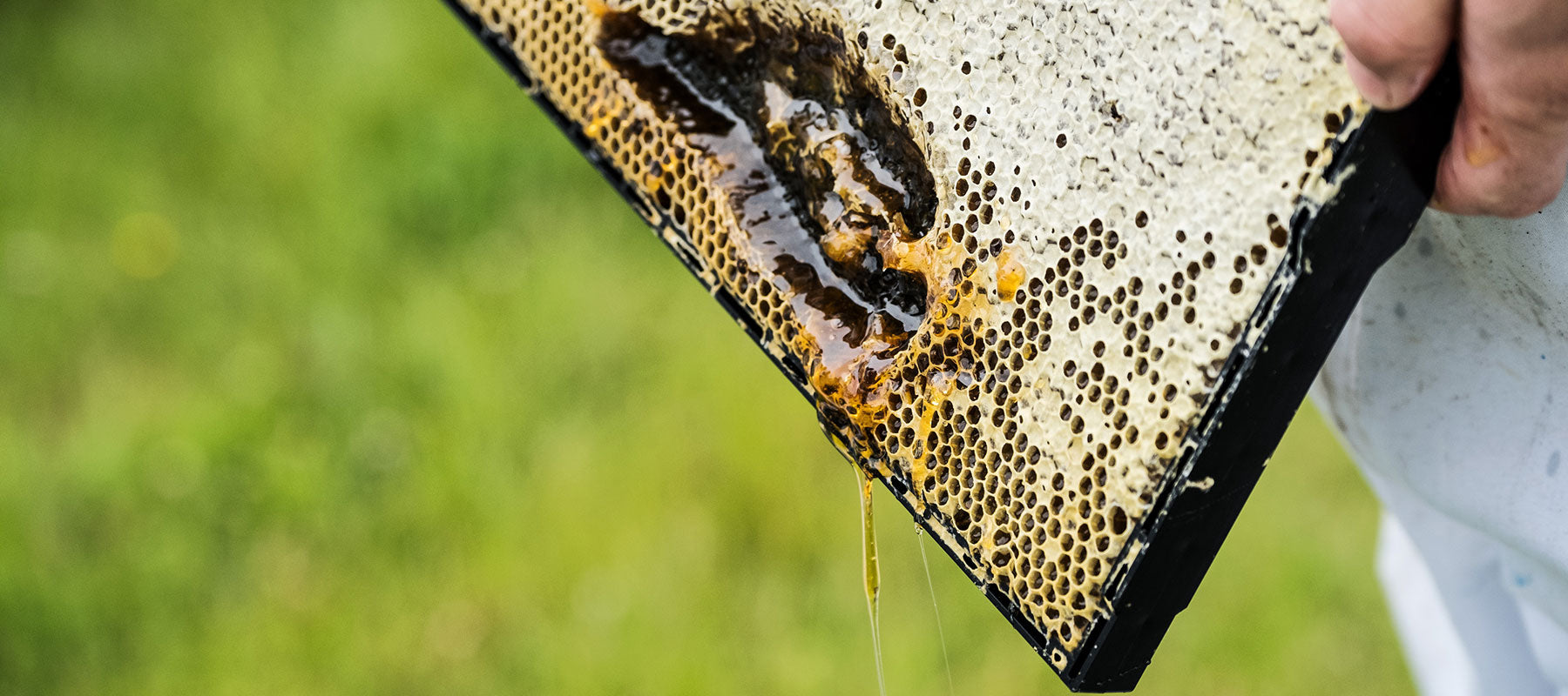 Honey Comb