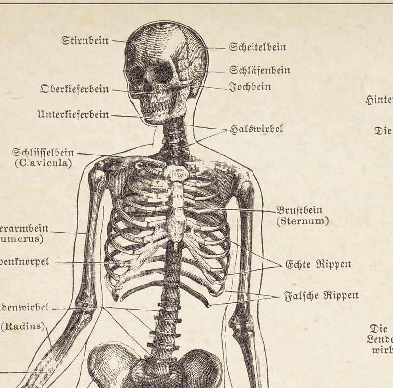 Human Skeleton Vintage Anatomy Chart Kuriosis Vintage Prints