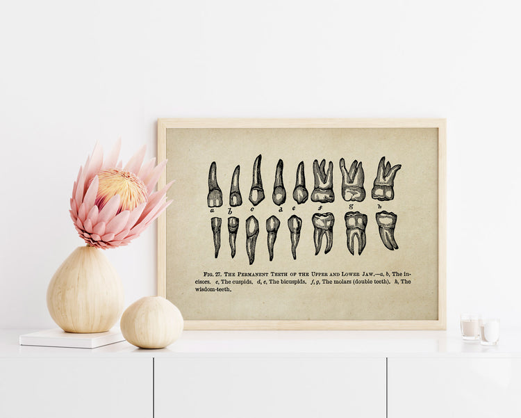 Antike medizinische Karte der menschlichen Zähne