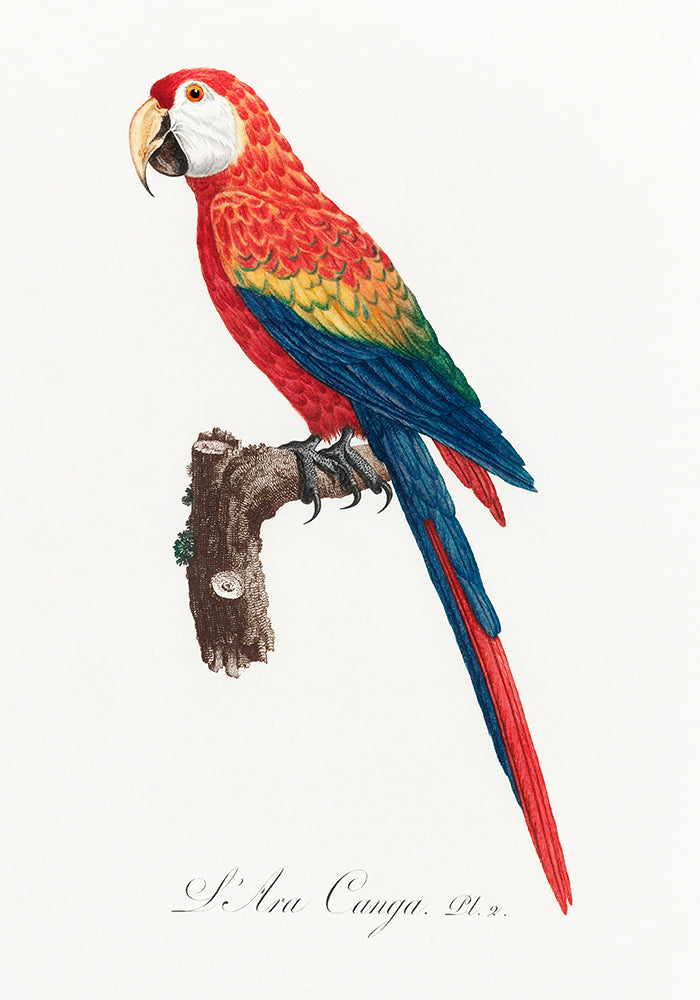 Scarlet Macaw Vintage Print –