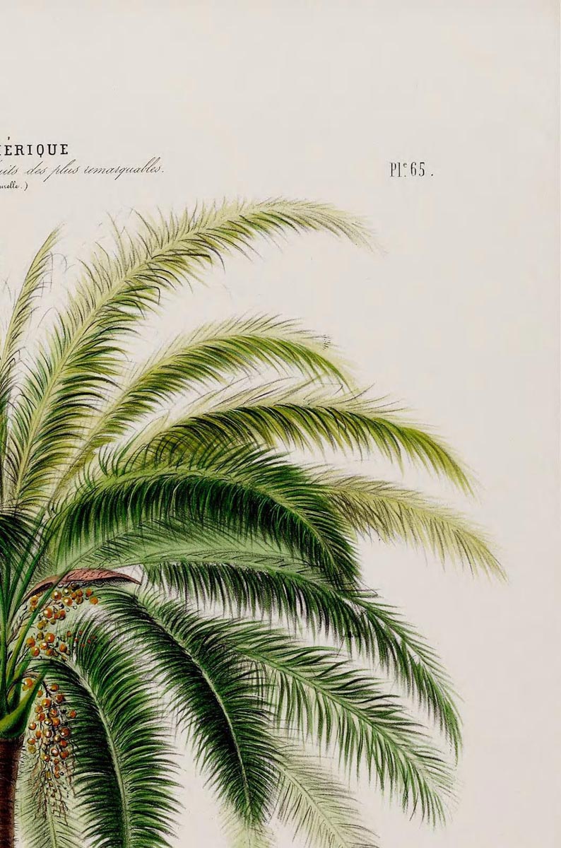 Le Palmier Glouglou Botanical Poster Kuriosis Com