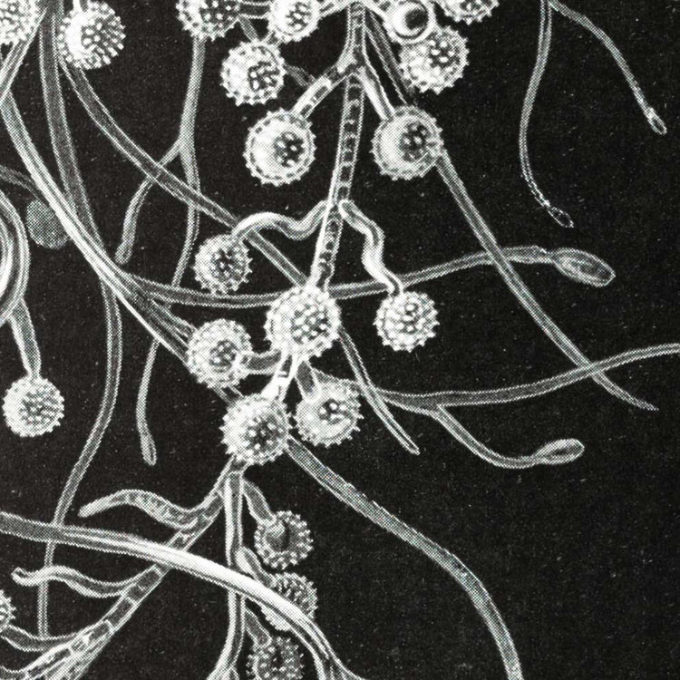 Ascomycetes by Ernst Haeckel Poster – Kuriosis.com