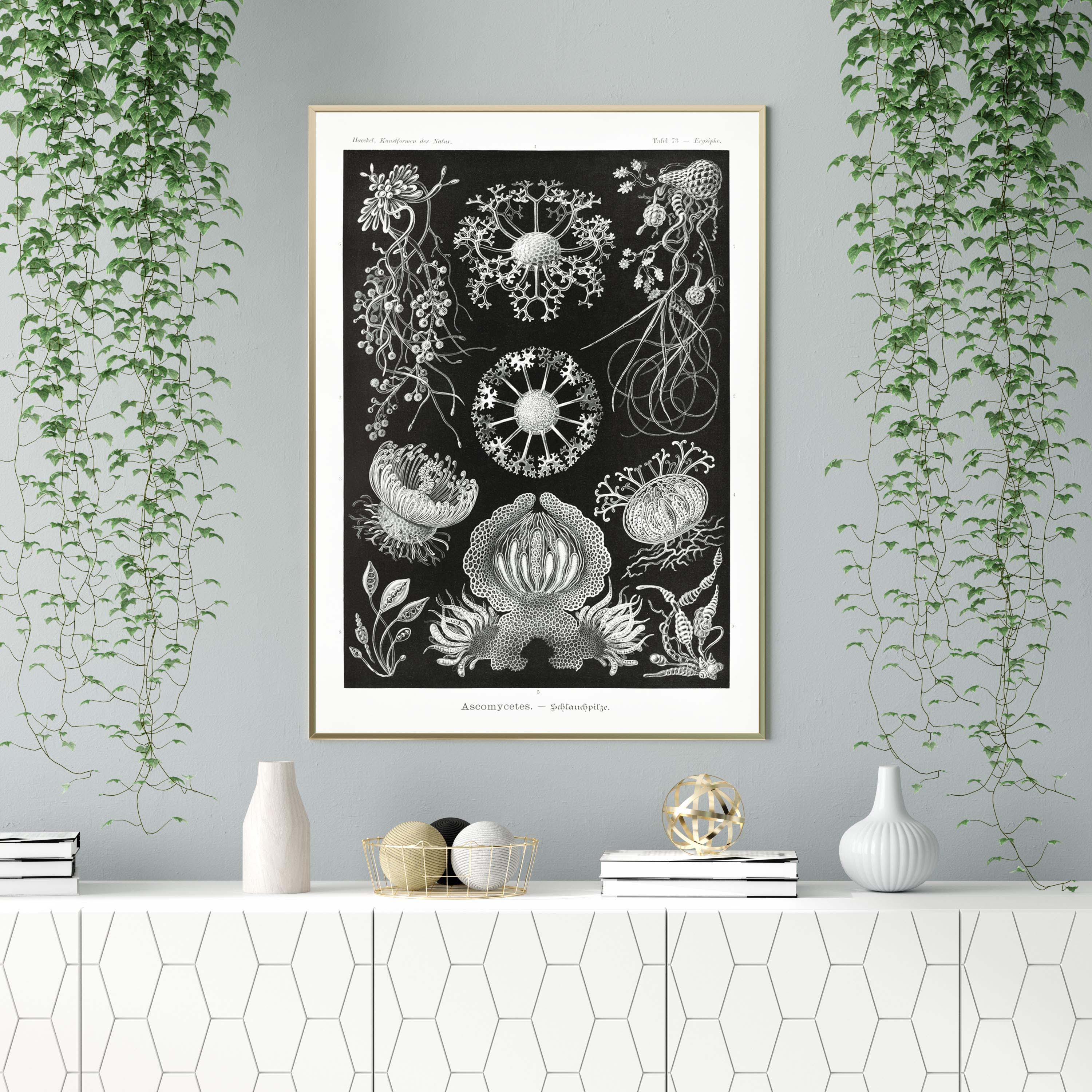 Ascomycetes by Ernst Haeckel Poster – Kuriosis.com