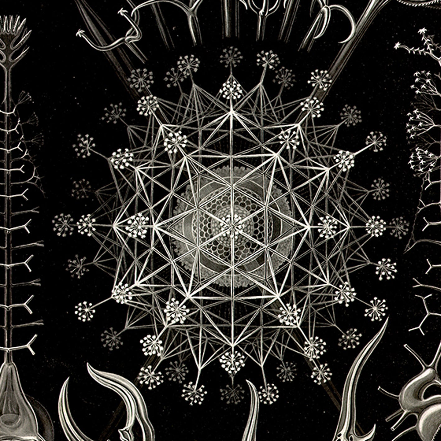 Phaeodaria by Ernest Haeckel Poster – Kuriosis.com