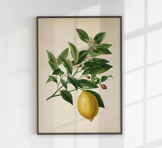 Antique Lemon Fruit Poster by KURIOSIS