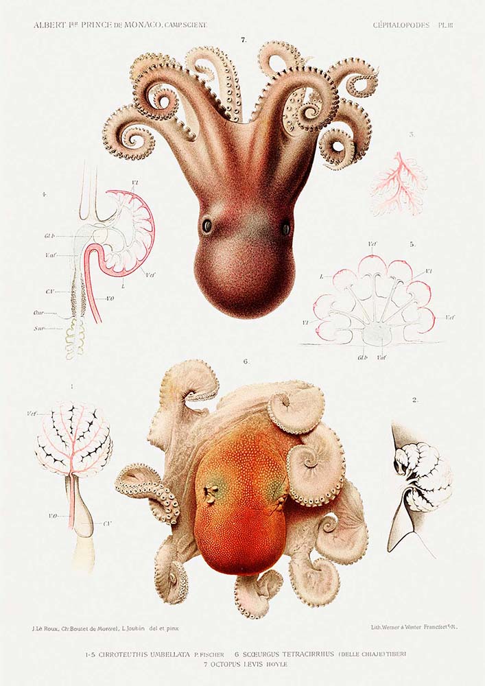 octopus anatomy